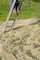 image: Harvesting Olives